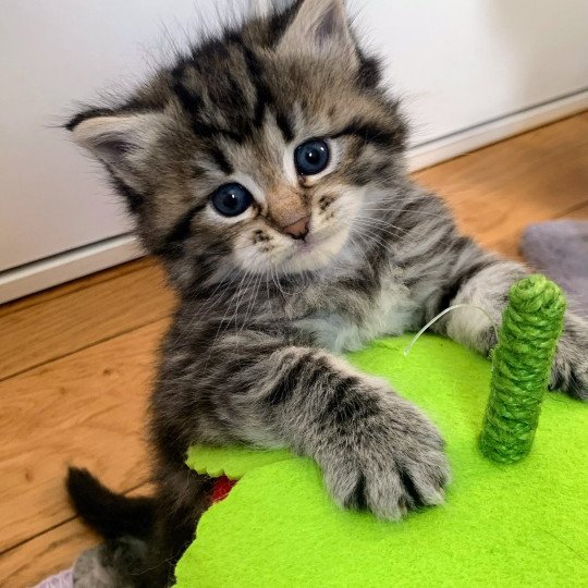 chaton Sibérien brown blotched tabby Alpha Chatterie de L'Opale Siberienne brown blotched tabby