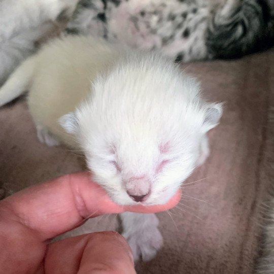 Alaska de L'Opale Siberienne Femelle Sibérien