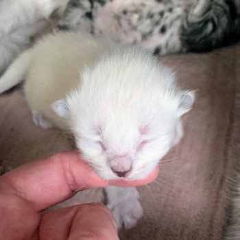 Alaska de L'Opale Siberienne Femelle Sibérien