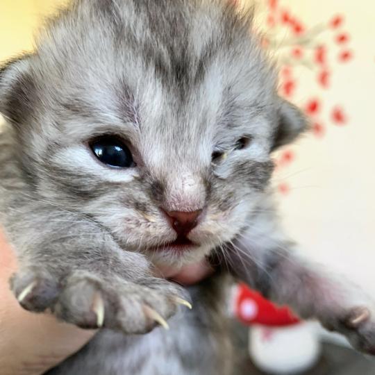 BINKY de L'Opale Siberienne Femelle Sibérien