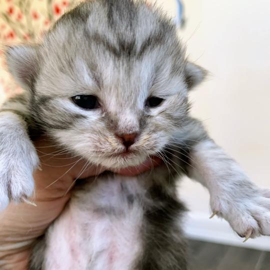 BROOKLYN de L'Opale Siberienne Femelle Sibérien