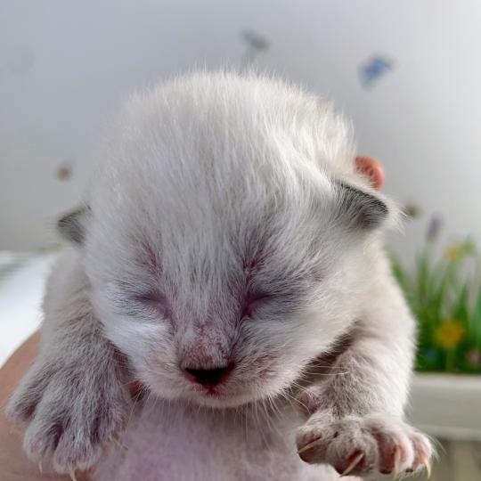 BELLA de L'Opale Siberienne Femelle Sibérien