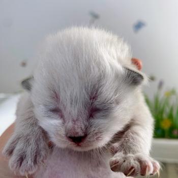 BELLA de L'Opale Siberienne Femelle Sibérien