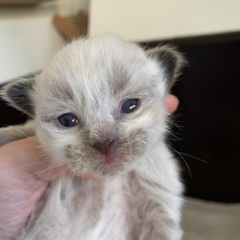 Boomer de L'Opale Siberienne Mâle Sibérien