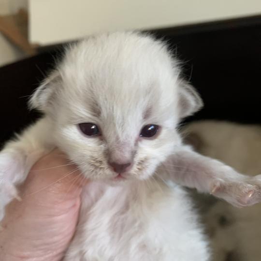 Boy de L'Opale Siberienne Mâle Sibérien