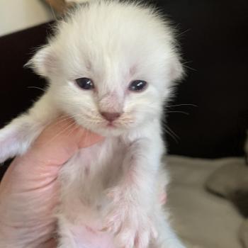Belle de L'Opale Siberienne Femelle Sibérien