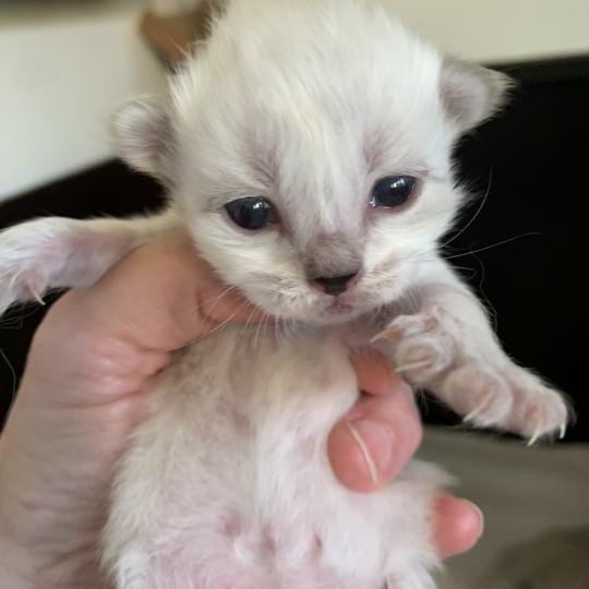 Betty Boop de L'Opale Siberienne Femelle Sibérien