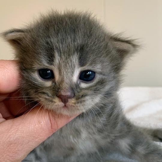 BOOMER de L'Opale Siberienne Mâle Sibérien