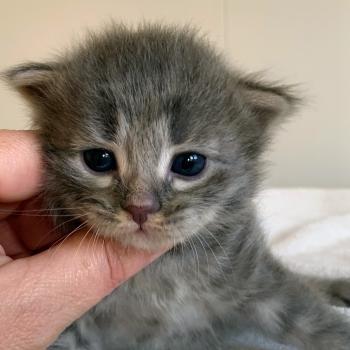 BOOMER de L'Opale Siberienne Mâle Sibérien