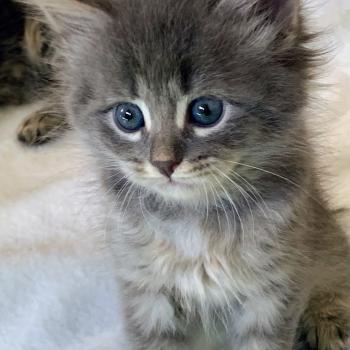 BOOMER de L'Opale Siberienne Mâle Sibérien