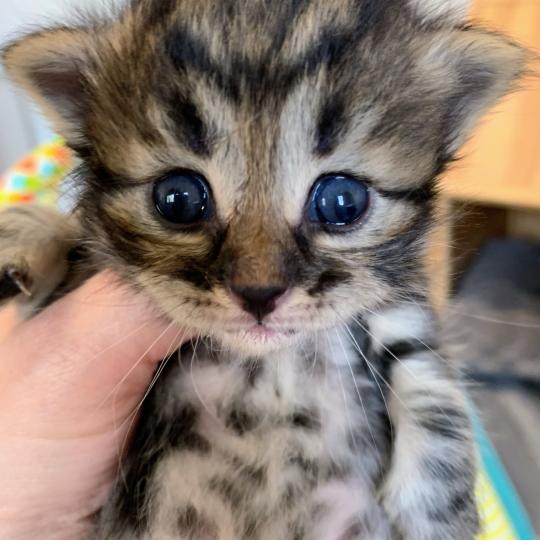chaton Sibérien brown blotched tabby Chatterie de L'Opale Siberienne brown blotched tabby