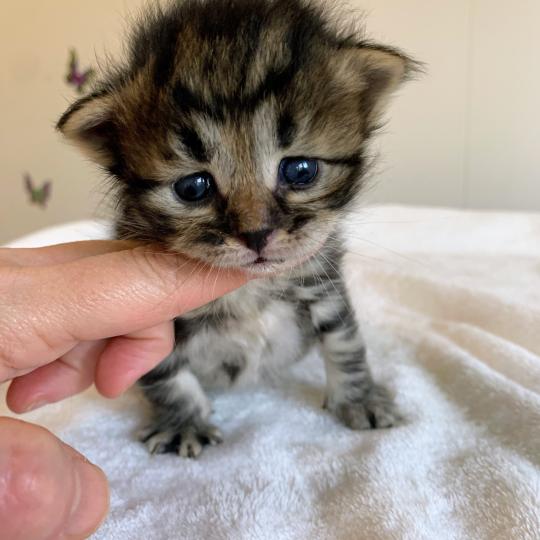chaton Sibérien brown blotched tabby BANDIT Chatterie de L'Opale Siberienne brown blotched tabby
