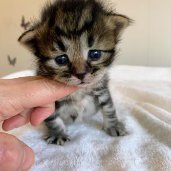 BANDIT de L'Opale Siberienne Mâle Sibérien