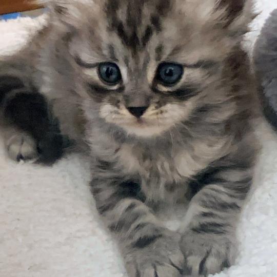 BOO de L'Opale Siberienne Femelle Sibérien