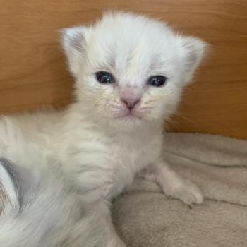 BRUNO de L'Opale Siberienne Mâle Sibérien
