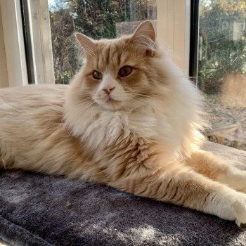 Simba Mâle Sibérien