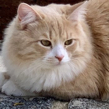 Simba Mâle Sibérien