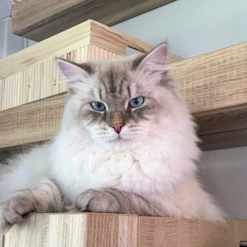 Willow Mâle Sibérien