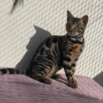 SUA SIAM UFA JAGUAR WILD (BLEU) Mâle Bengal