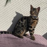 SUA SIAM UFA JAGUAR WILD (BLEU) Mâle Bengal SUA SIAM UFA JAGUAR WILD (BLEU) Mâle Bengal