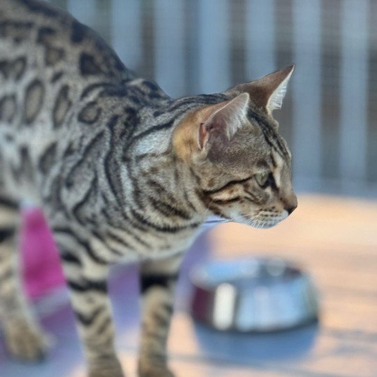 chaton Bengal brown spotted / rosettes ZEPHYR OF ROSE ELEVAGE BENGAL CHATTERIE SUA SIAM brown spotted / rosettes