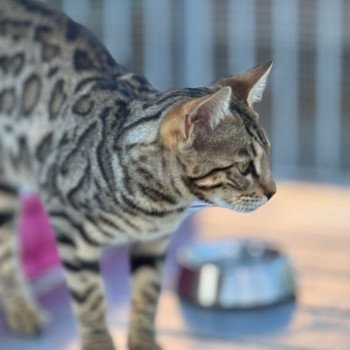 SUA SIAM ZEPHYR OF ROSE Femelle Bengal