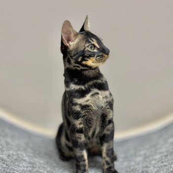 SUA SIAM VADOR DARK WILD Mâle Bengal