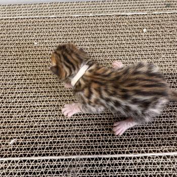 SUA SIAM 1 BANGKOK collier blanc Femelle Bengal