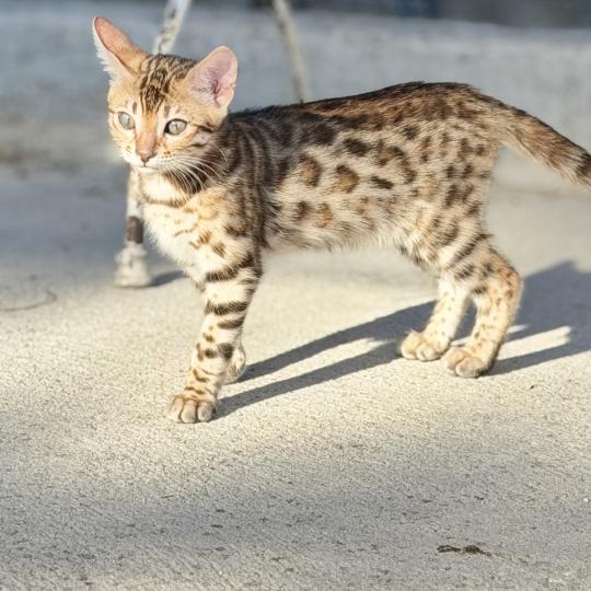 chaton Bengal brown spotted / rosettes BANGKOK ELEVAGE BENGAL CHATTERIE SUA SIAM brown spotted / rosettes