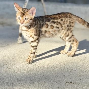 BANGKOK Femelle Bengal