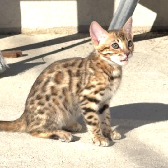chaton Bengal brown spotted / rosettes BANGKOK ELEVAGE BENGAL CHATTERIE SUA SIAM brown spotted / rosettes