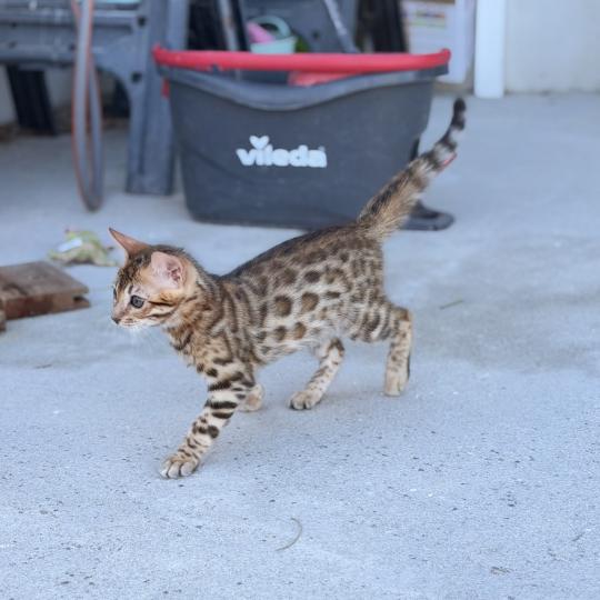 chaton Bengal brown spotted / rosettes BANGKOK ELEVAGE BENGAL CHATTERIE SUA SIAM brown spotted / rosettes