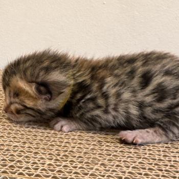 SUA SIAM 2 BISOU collier jaune Femelle Bengal