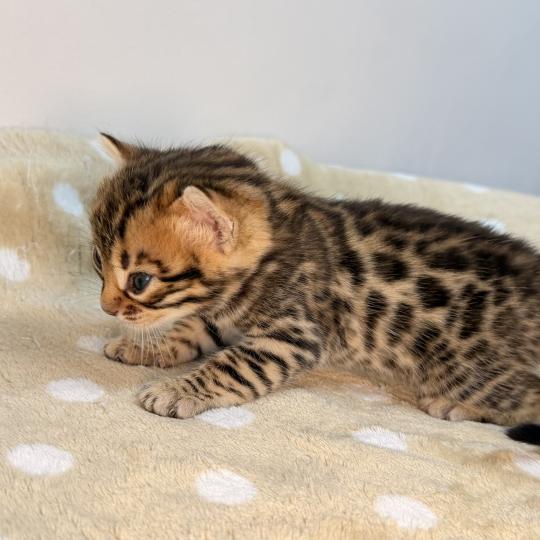 chaton Bengal brown spotted / rosettes -2 BELLA ROUGE ELEVAGE BENGAL CHATTERIE SUA SIAM brown spotted / rosettes