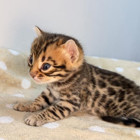 chaton Bengal brown spotted / rosettes -2 BELLA ROUGE ELEVAGE BENGAL CHATTERIE SUA SIAM brown spotted / rosettes