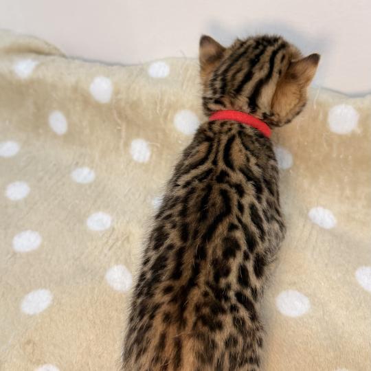chaton Bengal brown spotted / rosettes -2 BELLA ROUGE ELEVAGE BENGAL CHATTERIE SUA SIAM brown spotted / rosettes