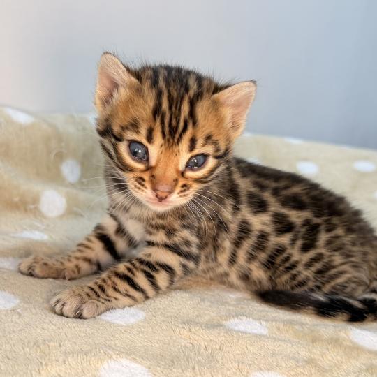 chaton Bengal brown spotted / rosettes -2 BELLA ROUGE ELEVAGE BENGAL CHATTERIE SUA SIAM brown spotted / rosettes
