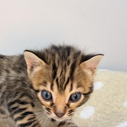 chaton Bengal brown spotted / rosettes -3 BALAMI VERT ELEVAGE BENGAL CHATTERIE SUA SIAM brown spotted / rosettes