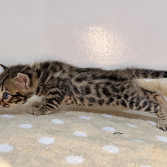 chaton Bengal brown spotted / rosettes -3 BALAMI VERT ELEVAGE BENGAL CHATTERIE SUA SIAM brown spotted / rosettes