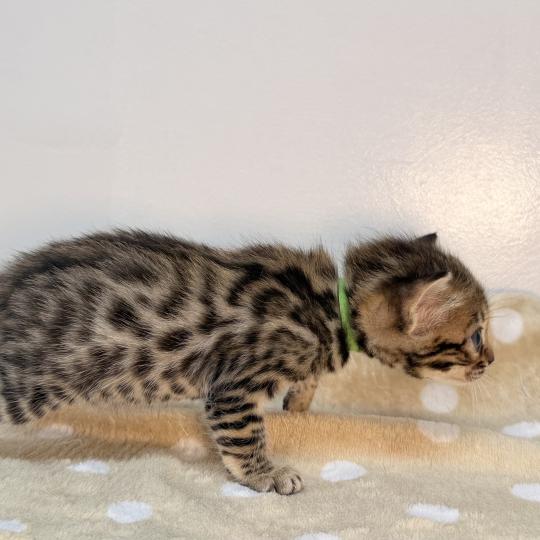 chaton Bengal brown spotted / rosettes -3 BALAMI VERT ELEVAGE BENGAL CHATTERIE SUA SIAM brown spotted / rosettes