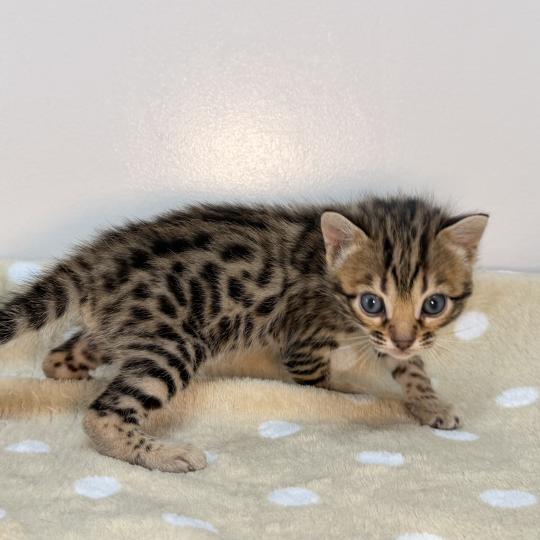 chaton Bengal brown spotted / rosettes -3 BALAMI VERT ELEVAGE BENGAL CHATTERIE SUA SIAM brown spotted / rosettes