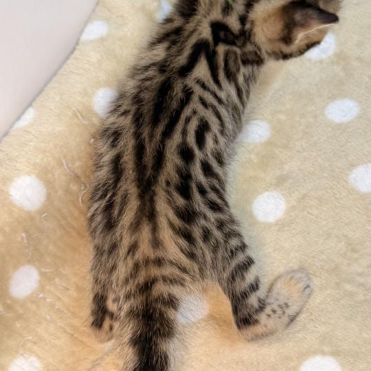 chaton Bengal brown spotted / rosettes -3 BALAMI VERT ELEVAGE BENGAL CHATTERIE SUA SIAM brown spotted / rosettes