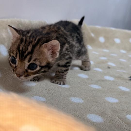chaton Bengal brown spotted / rosettes -5 BAYA VIOLET ELEVAGE BENGAL CHATTERIE SUA SIAM brown spotted / rosettes
