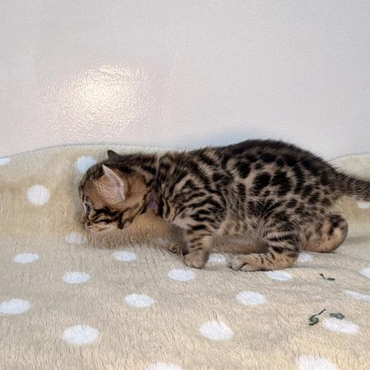 chaton Bengal brown spotted / rosettes -5 BAYA VIOLET ELEVAGE BENGAL CHATTERIE SUA SIAM brown spotted / rosettes