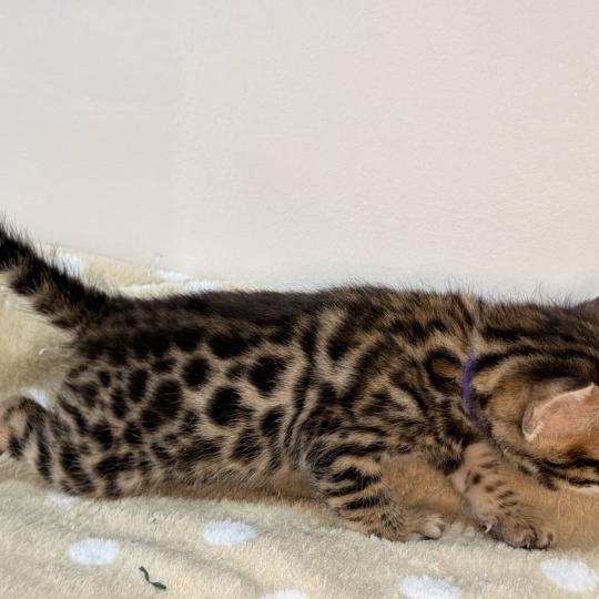 chaton Bengal brown spotted / rosettes -5 BAYA VIOLET ELEVAGE BENGAL CHATTERIE SUA SIAM brown spotted / rosettes