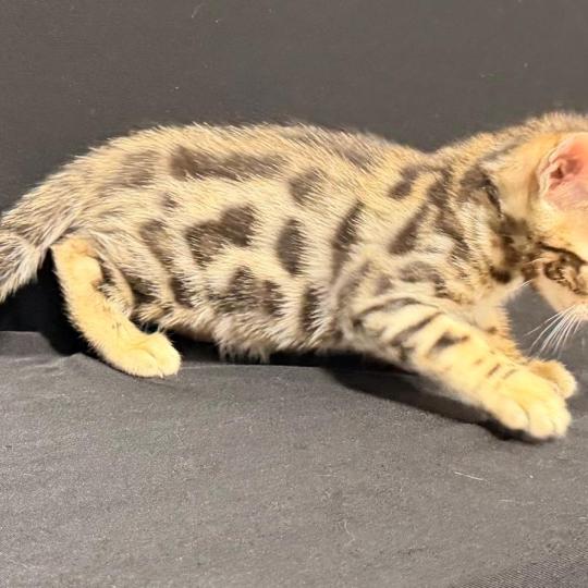chaton Bengal brown spotted / rosettes 1 BROWN ELEVAGE BENGAL CHATTERIE SUA SIAM brown spotted / rosettes