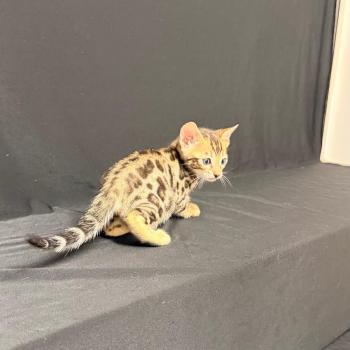 SUA SIAM 1 BROWN Femelle Bengal