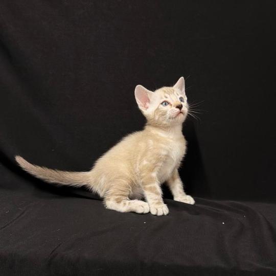 chaton Bengal seal marble point 6 marble lynx ELEVAGE BENGAL CHATTERIE SUA SIAM seal marble point