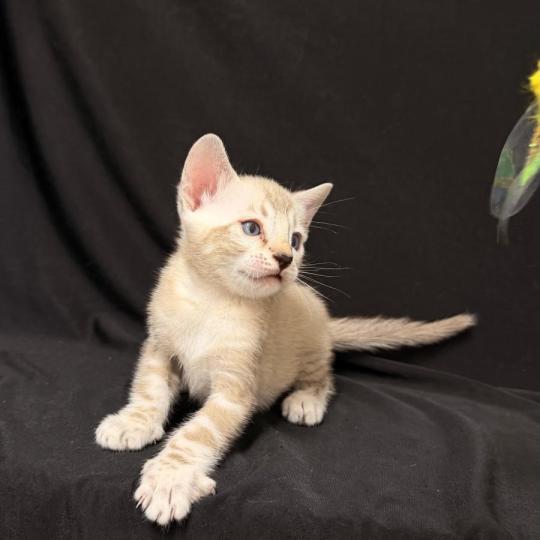chaton Bengal seal marble point 6 marble lynx ELEVAGE BENGAL CHATTERIE SUA SIAM seal marble point