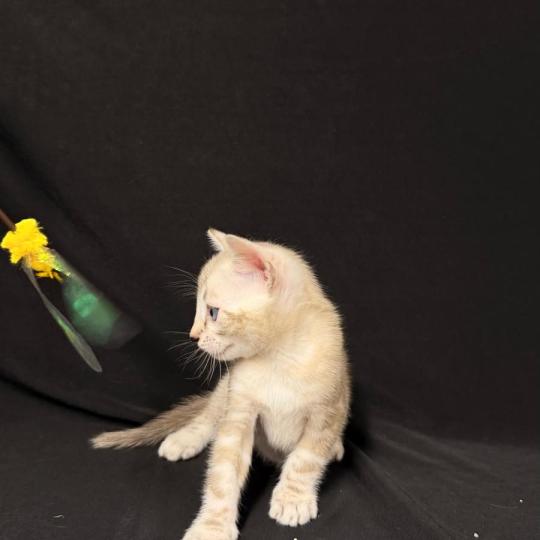 chaton Bengal seal marble point 6 marble lynx ELEVAGE BENGAL CHATTERIE SUA SIAM seal marble point
